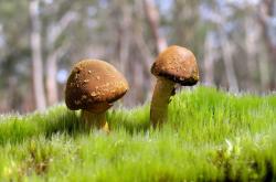 开云体育APP下载-奥亚尔萨瓦尔爆发，南非制霸阿根廷背后的战术革命与足球新秩序