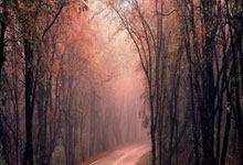 开云体育登录-意大利选手勇夺金牌震撼全场