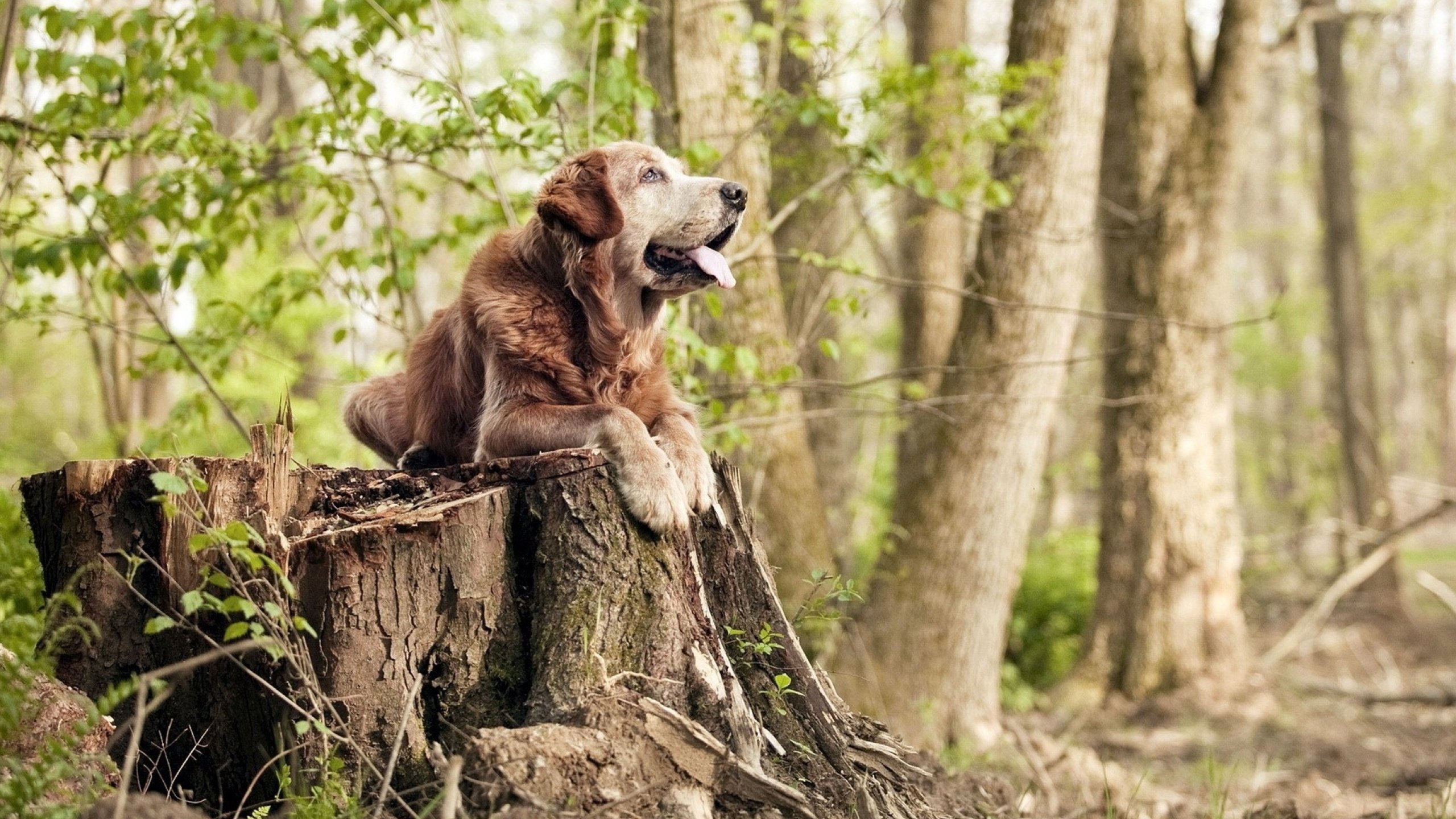 西甲荣耀再临!巴萨强势攻克那不勒斯,国家德比焦点战彰显王者归来