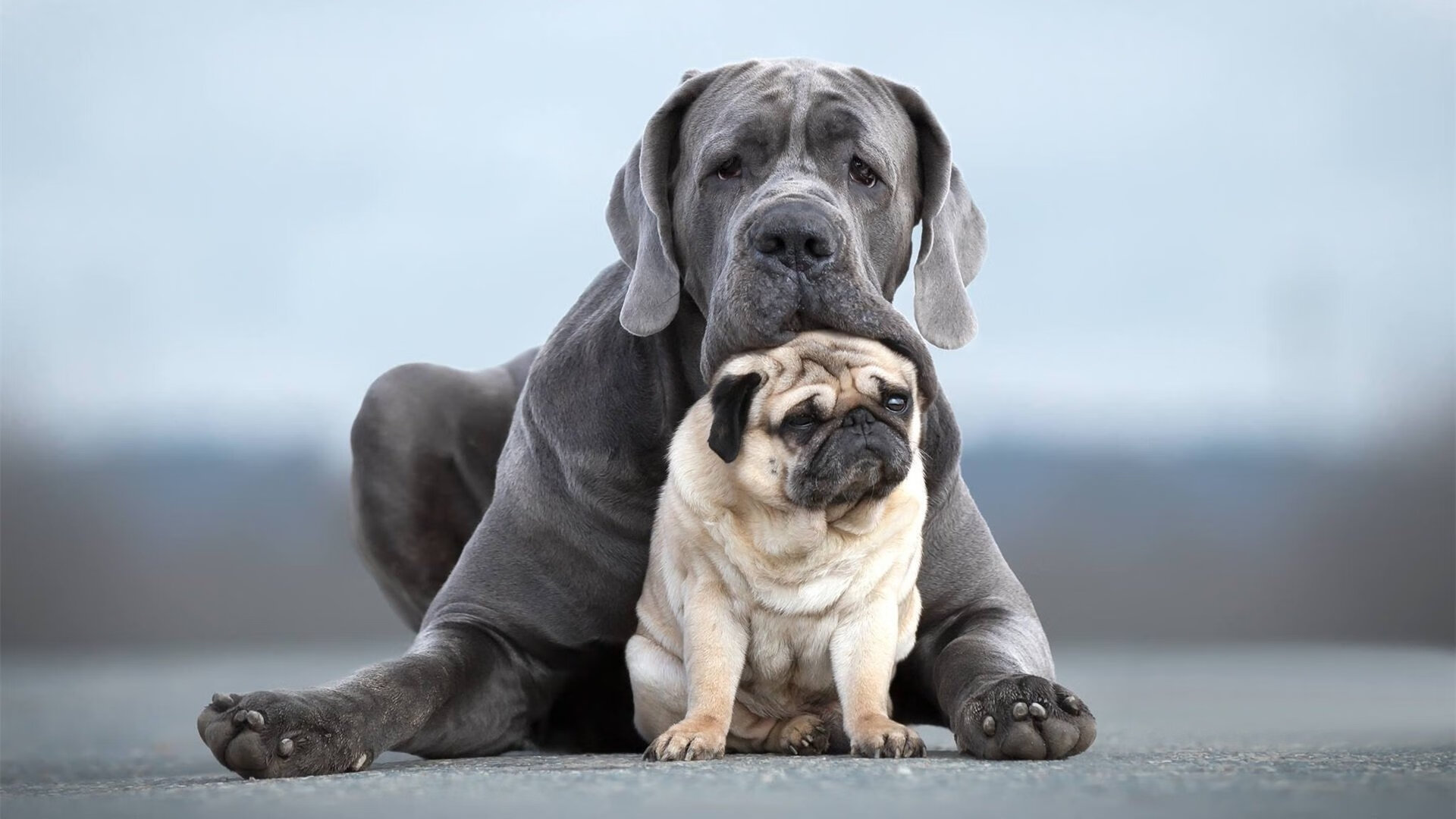 冰与火之歌,欧文完美演绎,吉林力克猛龙启示录